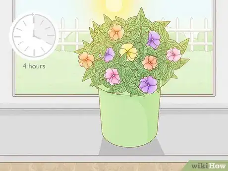 Image titled Grow New Guinea Impatiens Indoors Step 8