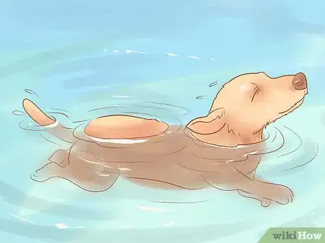 Image titled Keep Your Dog Entertained Step 15