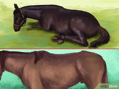 Image titled Spot Ulcer Symptoms in Horses Step 10