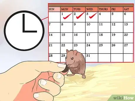 Image titled Feed Dwarf Hamsters Step 9