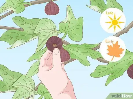 Image titled Harvest Figs Step 1