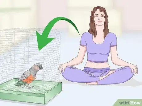 Image titled Teach a Red Bellied Parrot to Speak Step 11