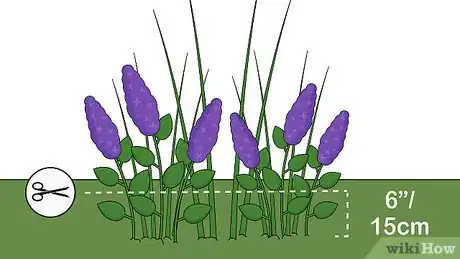 Image titled Care for Lilacs Step 12