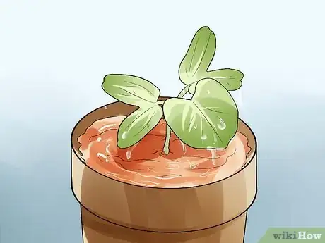 Image titled Grow Morning Glories Step 8