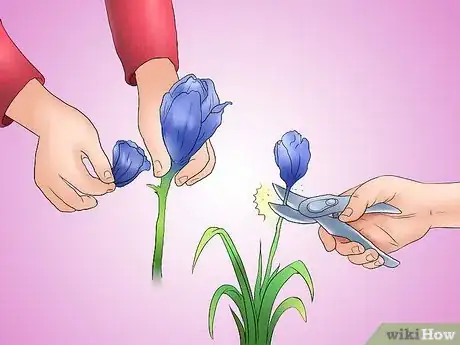 Image titled Deadhead an Iris Step 1