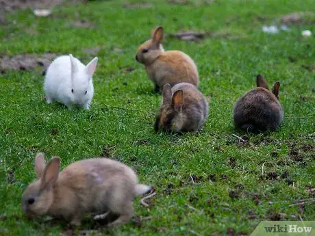 Image titled Save Animals by Participating in Indian Wildlife Conservation Projects Step 5