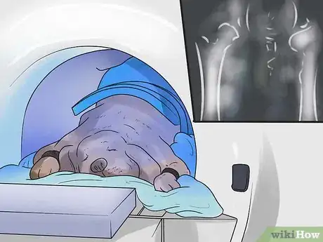 Image titled Get Dogs to Mate Step 4