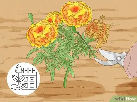 Image titled Deadhead Marigolds Step 4
