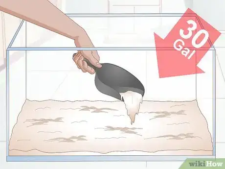 Image titled Breed Blue Gouramis Step 1