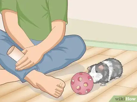 Image titled Care for an Outdoor Guinea Pig Step 14
