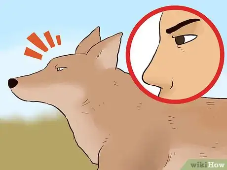 Image titled Survive a Coyote Attack Step 5