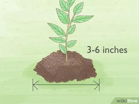 Image titled Grow Osage Oranges Step 13