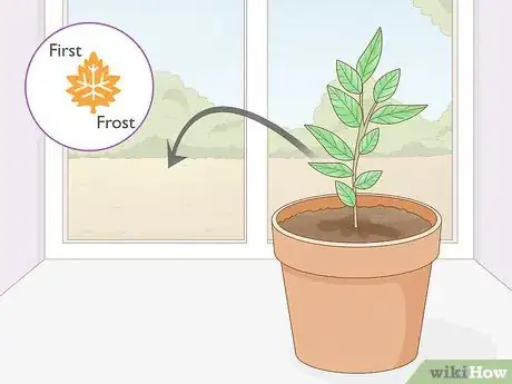 Image titled Grow Osage Oranges Step 10