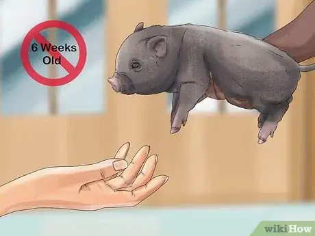 Image titled Have a Potbellied Pig for a Pet Step 5