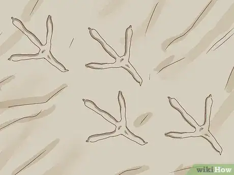 Image titled Identify Animal Tracks Step 11