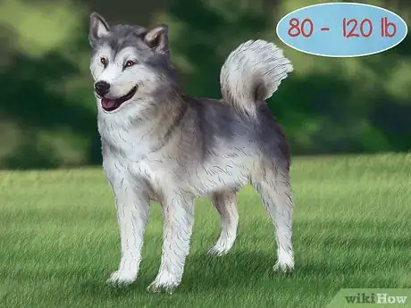 Image titled Care for Sled Dogs Step 14