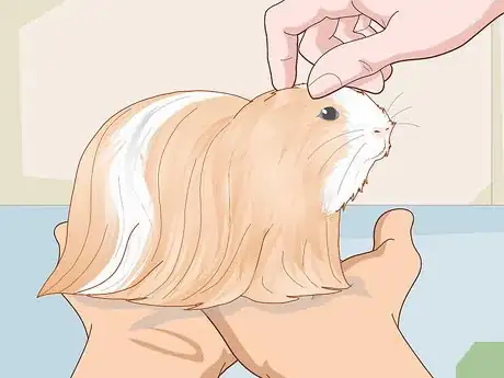 Image titled Prepare a Guinea Pig for Show Step 7