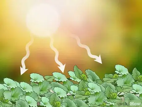 Image titled Harvest Creeping Charlie Step 10