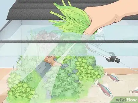 Image titled Prevent Algae Growth in a Freshwater Aquarium Step 4