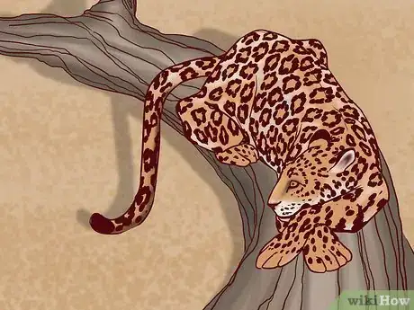 Image titled Identify Feline Species by Fur Step 4