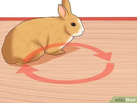 Image titled Diagnose Wry Neck in Rabbits Step 3