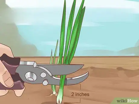 Image titled Grow Chives Step 18