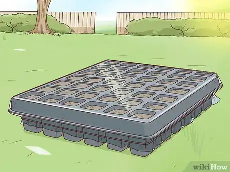 Image titled Plant Angel Trumpet Seeds Step 12