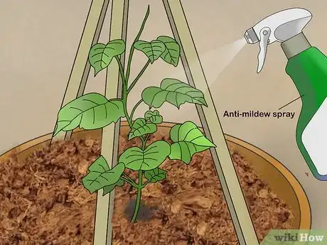 Image titled Grow Cucumbers in Pots Step 21