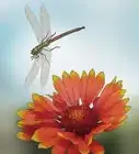 Attract Dragonflies