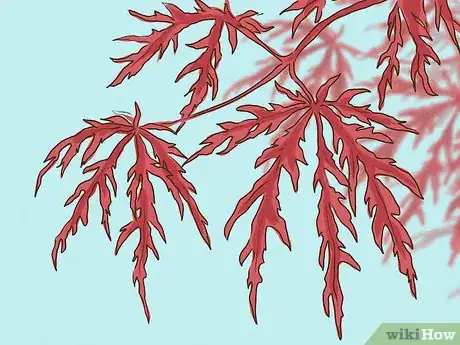Image titled Choose Japanese Maple Trees Step 10