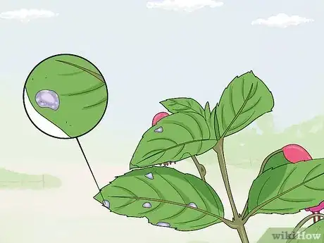 Image titled Fight Fuschia Gall Mites Step 14