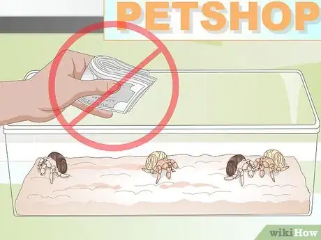 Image titled Buy a Pet Hermit Crab Step 5