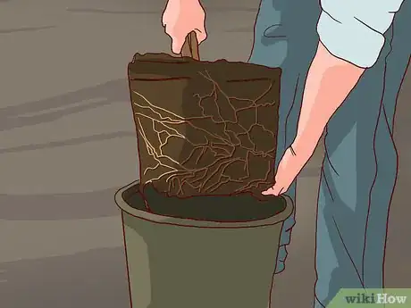 Image titled Care for a Living Christmas Tree Step 13