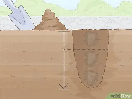 Image titled Plant Anemone Corms Step 6