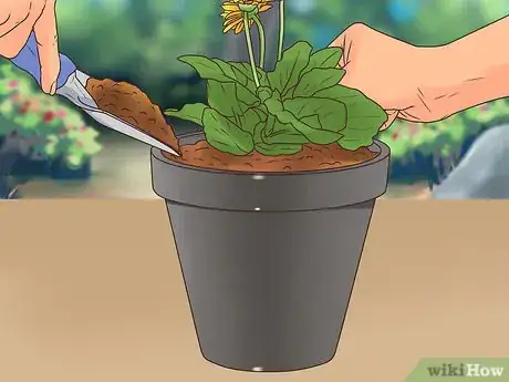 Image titled Buy Potted Flowers Step 11
