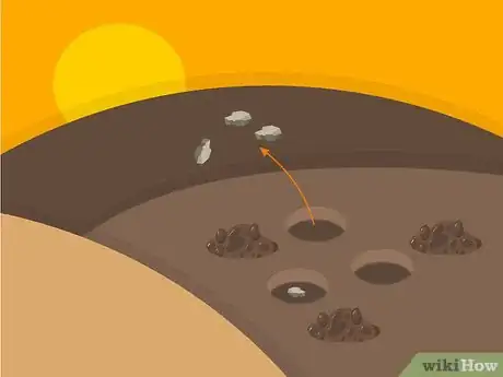 Image titled Grow Stargazer Lilies Step 08