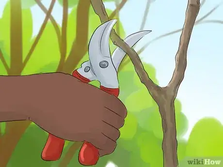 Image titled Prune a Quince Tree Step 8