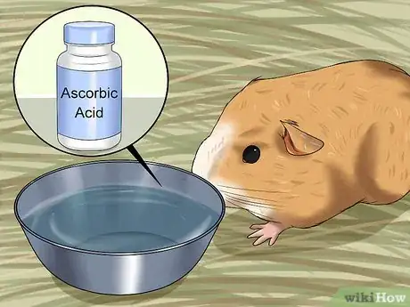 Image titled Prevent Malocclusion in Guinea Pigs Step 3