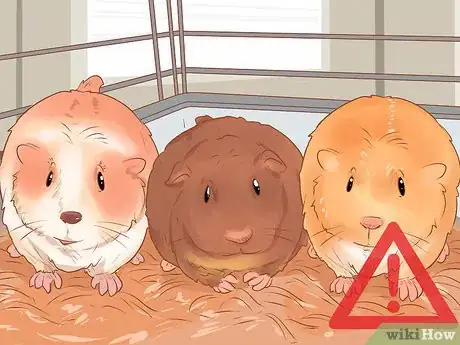 Image titled Keep a Guinea Pig on a Budget Step 1