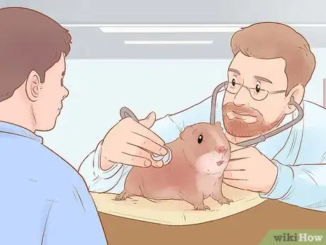 Image titled Neuter Your Guinea Pig Step 10