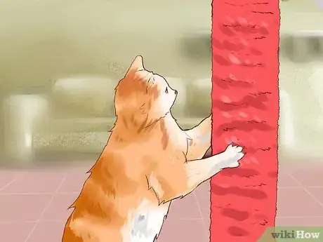 Image titled Care for American Longhair Cats Step 3