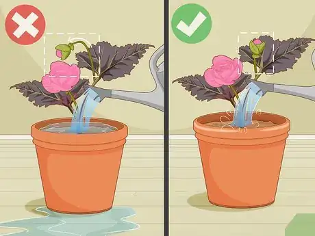 Image titled Make Begonias Bloom Step 8