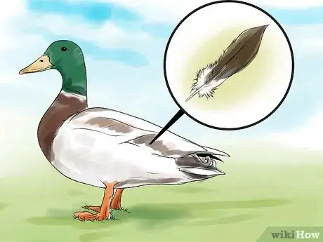 Image titled Tell the Difference Between Male and Female Ducks Step 1