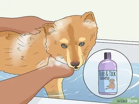 Image titled Treat Your Yard for Fleas Step 8