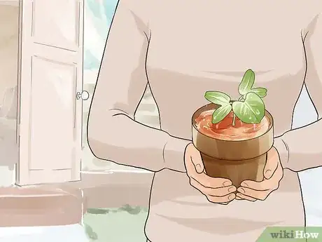 Image titled Grow Morning Glories Step 9