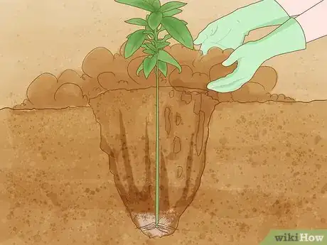 Image titled Grow Salvias Step 7