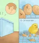 Make a Simple Homemade Incubator for Chicks