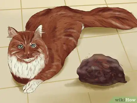 Image titled Give Ronidazole to Cats with Trichomoniasis Step 12