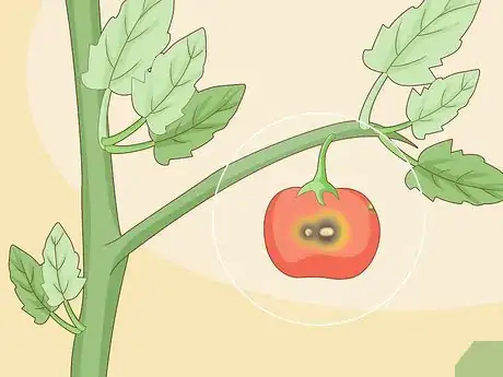 Image titled Identify Tomato Plant Diseases Step 8