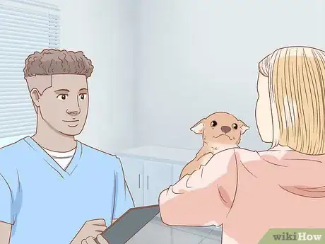 Image titled Prevent Your Chihuahua from Behaving Badly Step 17